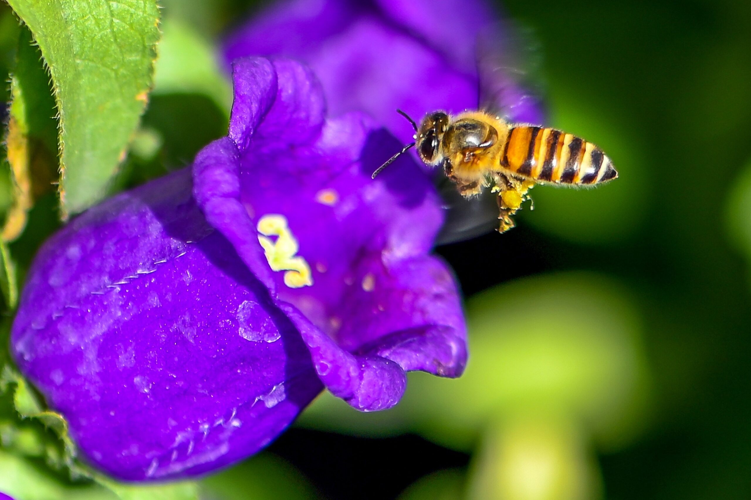 Honeybees teach drones how to navigate without GPS – Cybernews